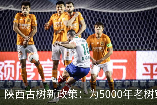 陕西古树新政策：为5000年老树穿上“保护衣